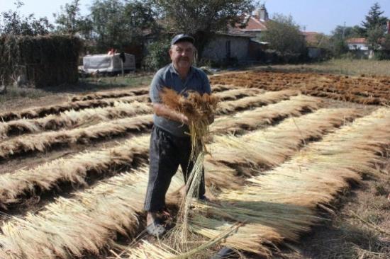 Edirne'de Son Mahsul Süpürge Telleri Kurutuluyor
