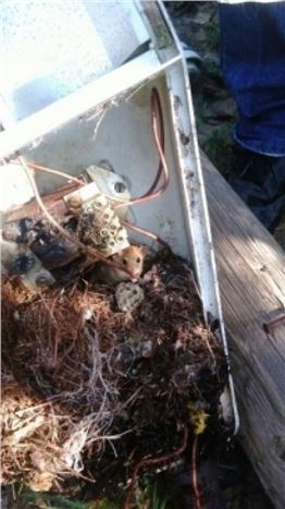 Fare Sokak Lambasına Yuva Yaparsa