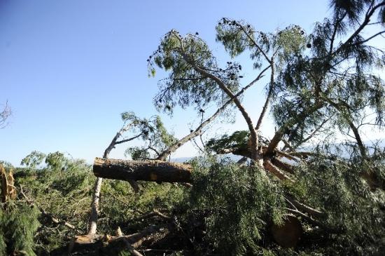 Ormandan Ağaç Kesilmesine Tepki