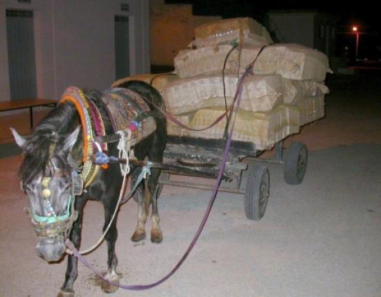 At Arabasıyla Sigara Kaçakçılığı