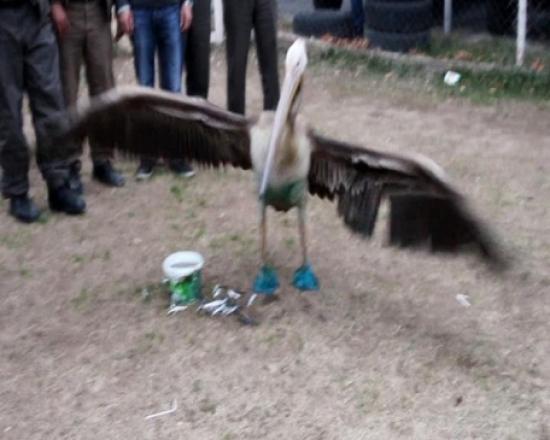 Yaralı Pelikan Tedavi Edilip Doğaya Bırakıldı