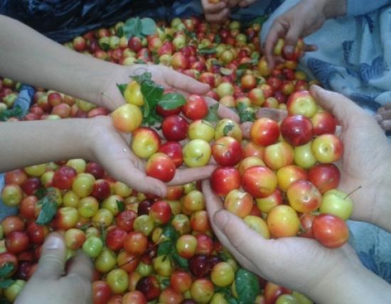 Kütahya'da Erik Üretimi Düşüyor