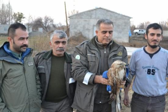 Avcıların Vurduğu Şahin Tedavi Altına Alındı