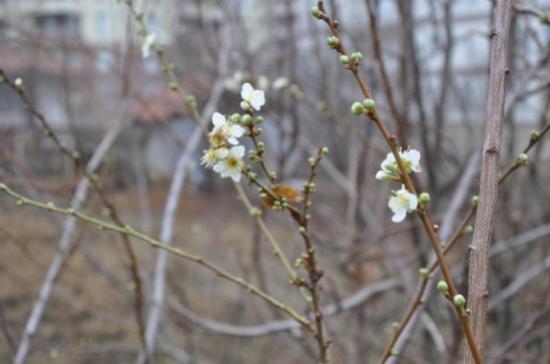 Yozgat'ta Mevsimini Şaşıran Erik Ağacı Çiçek Açtı