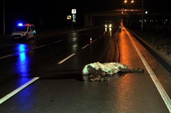 Tir'ın Çarptığı At Yol Ortasında Telef Oldu