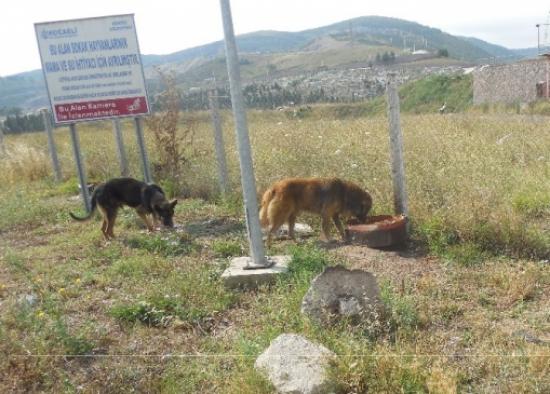 Körfez Belediyesi Sokak Hayvanlarına Sahip Çıkıyor