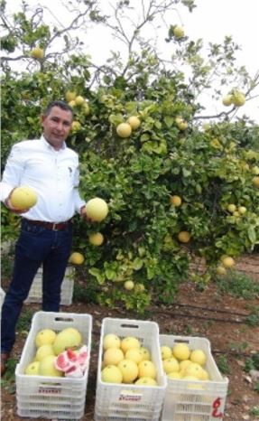 Silifke'de Ağaç Kavunu Hasadı Başladı