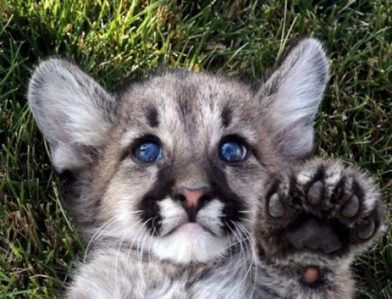Yavru Puma'ya Anket İle İsim Koyulacak