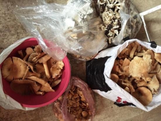 Bartın'da Mantar Denetimi Yapıldı