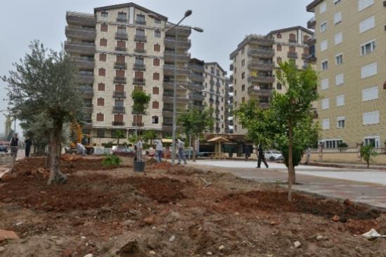 Doyran'a Fitness Siteler'e Portakal Ve Zeytin Ağaçları