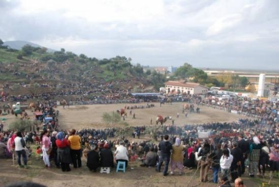 Koçarlı'da 30 Yıl Sonra Deve Güreşi Yeniden Yapıldı