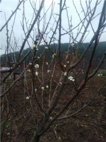 Bozüyük'te Erik Ağaçları Çiçek Açtı