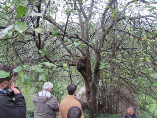 Rize'de Ağaçtaki Ayıyı Kurtarma Operasyonu