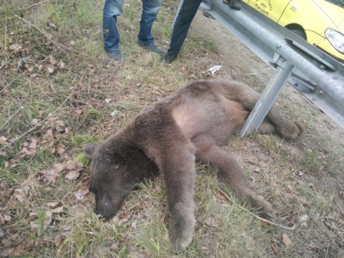 Artvin'de Ayı Yol Kenarında Ölü Bulundu