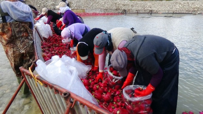 (Özel Haber) 'kırmızı Altın' Turp Sezonu Başladı