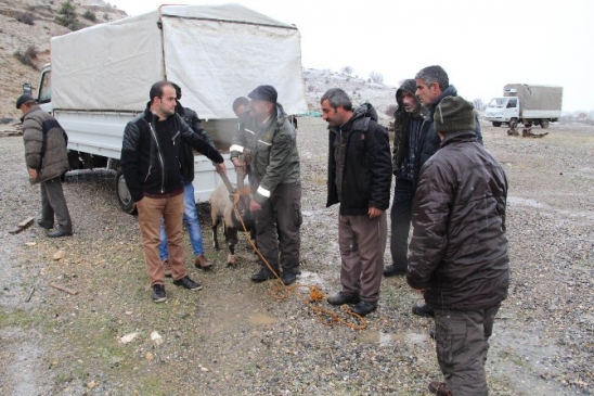 Çemişgezek'te Tedavisi Tamamlanan Dağ Keçisi Özgürlüğüne Kavuştu