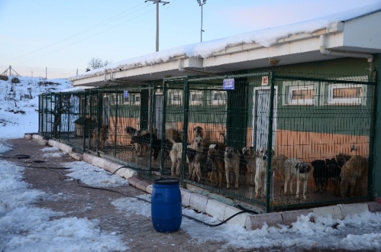 Sokak Hayvanlarına Belediye Şefkati