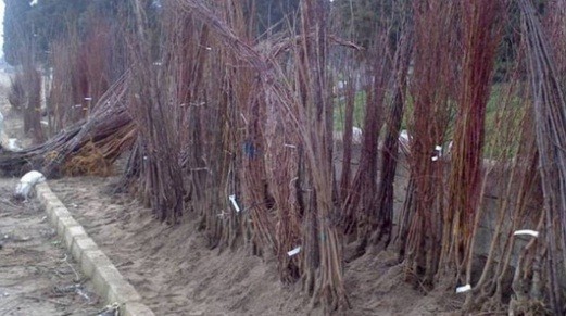 Iğdır'da Fidan Satış Yeri Belirlendi