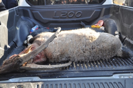 Kaçak Avcılar Nesli Tükenen Dağ Keçisini Vurdu