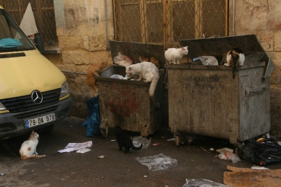 Sokak Kedilerinin Yemek Mücadelesi