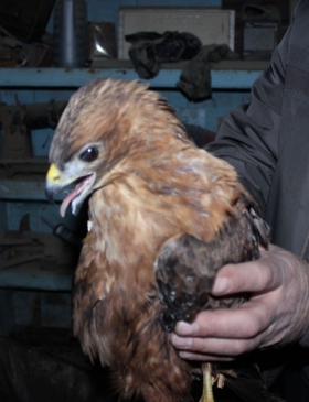 Yaralı Kızıl Şahin'e Köylüler Sahip Çıktı