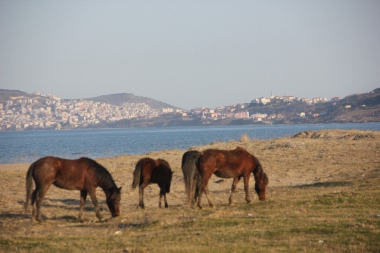 Sinop Sahilinde Keyif Süren “Yılkı” Atları