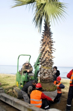 Yalova'da 147 Ağaç Sökülüyor