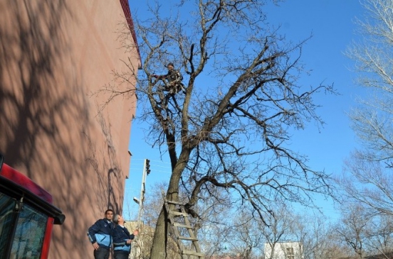 İki Gündür Ağaçta Mahsur Kalan Kedi Kurtarıldı
