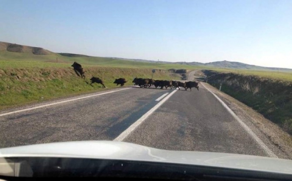 Samsat Karayolunda Domuz Sürüsü Görüldü
