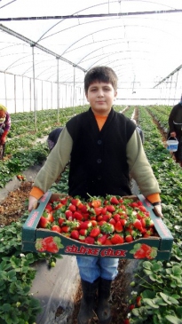 (Özel Haber) Silifkeli Çilek Üreticileri Tarlada El Açıp Rusya İçin Dua Ettiler