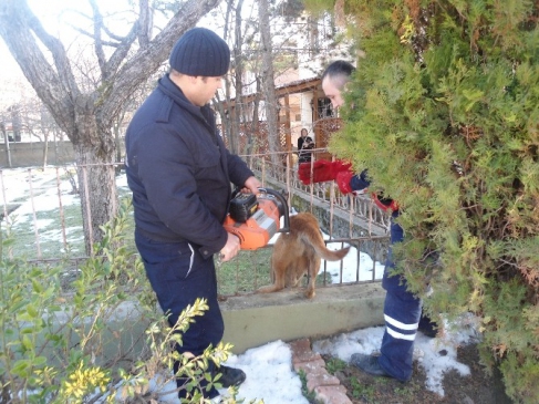 Demir Korkuluklara Sıkışan Köpeği İtfaiye Ekipleri Kurtardı