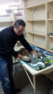 Yaralı Karaca Yavrusu Tedavi Edildi