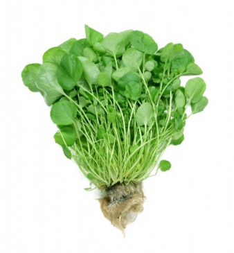 Tere'de Ispanaktan Daha Çok Demir Var