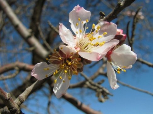 Badem Ağacı Ocak Ayında Çiçek Açtı