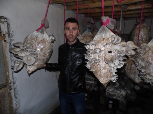 Adıyaman'da İstiridye Mantarı Üreticisi Destek Bekliyor