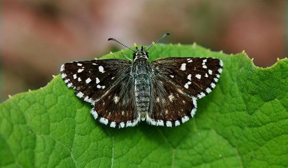 Kelebek Fotoğrafları İlgi Gördü