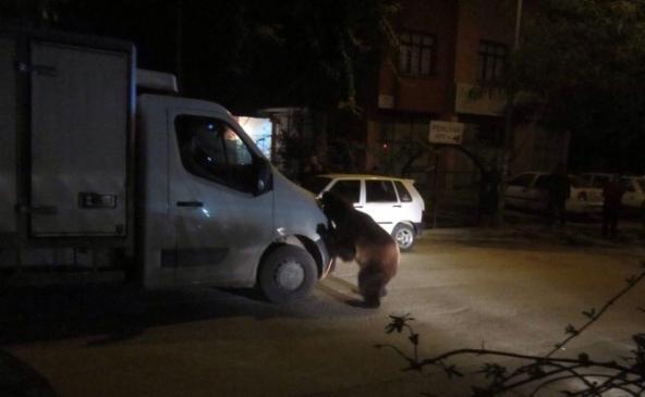 Sirkten Kaçan Ayı Korkuttu