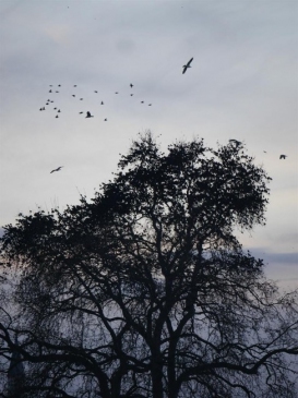 Martılar Sığırcıkları Rahat Bırakmadı
