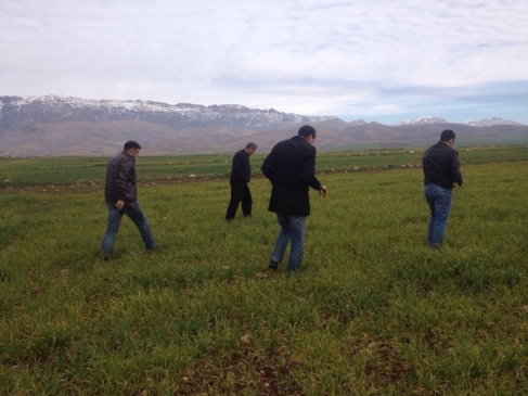 Silopi'de Don Olayları Buğday Sararmasına Neden Oldu