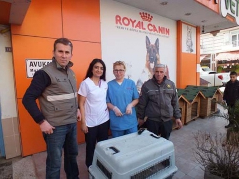 Tedavisi Tamamlanan Yaralı Karaca Doğal Yaşam Alanına Salındı