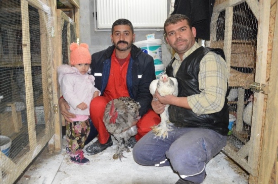 (Özel Haber) - Dünyanın Tavuklarını Burada Yetiştiriliyor