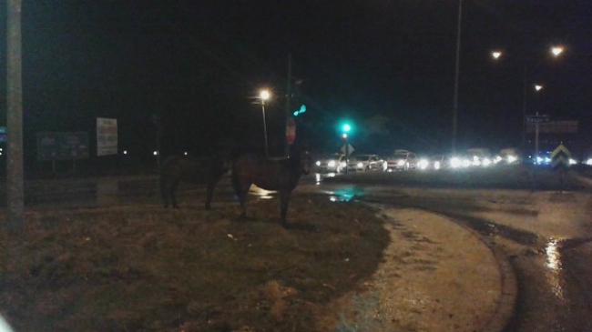 Ahırdan Kaçan Atlar Trafiği Tehlikeye DÜşürdü