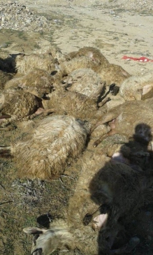 Kurtlar Ağıldaki 25 Koyunu Telef Etti