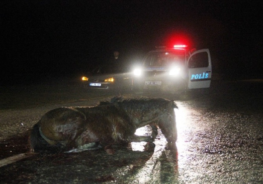 Yaralı At Saatlerce Kurtarılmayı Bekledi