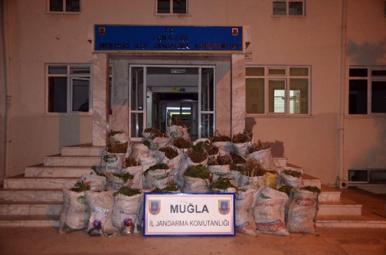 Jandarma 1 Yılda 831 Kilo Esrar Yakalandı