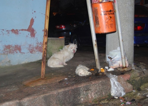 (Özel Haber) Ölen Yavrusunun Başında Yas Tuttu