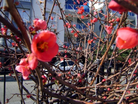 Aydın'da Don Süs Bitkilerini Olumzuz Etkiledi
