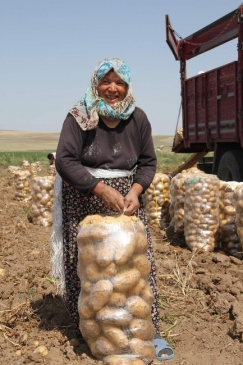 Soğuk Hava Ve Don Nedeniyle Patates Fiyatları Arttı