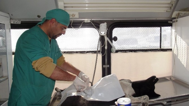 Gevaş'ta Sokak Köpekleri Rehabilite Edildi