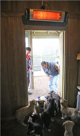 Sokak hayvanları, ''ısıtıcılarla'' soğuktan korunuyor